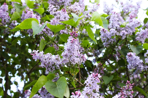 Lindas Flores Helsinki Finlândia Flores Florescem — Fotografia de Stock