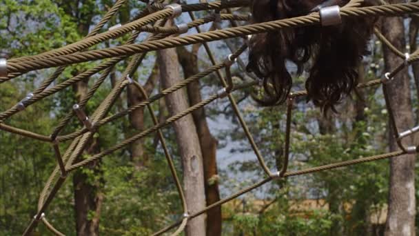 慢动作10岁的女孩倒挂在丛林健身房 — 图库视频影像