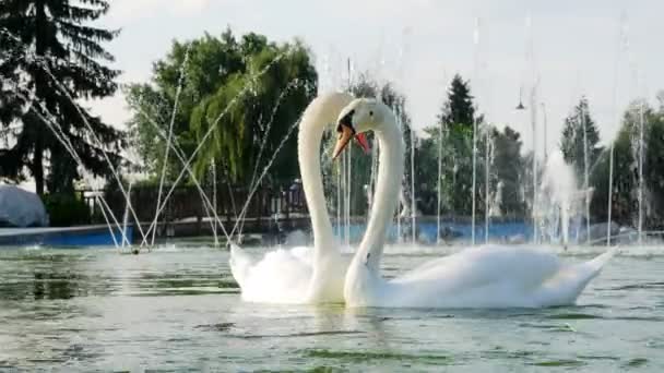 Красивые Белые Лебеди Пруду — стоковое видео