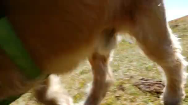 Adorable Small Dog Running Meadow Mountains Pov — Stock Video