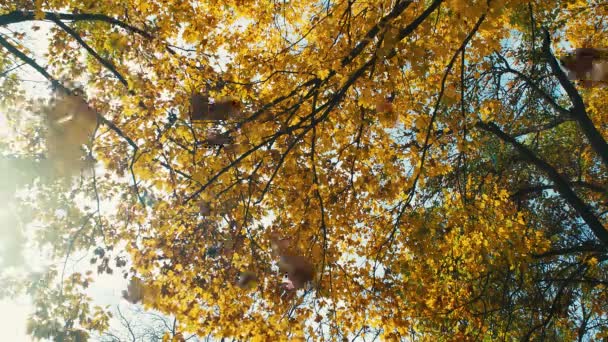 Δέντρα Κορυφές Φθινόπωρο Φύλλα Που Πέφτουν Και Ήλιος Λάμπει Μέσα — Αρχείο Βίντεο