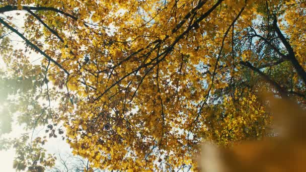 Bomen Herfst Met Vallende Bladeren Zon Schijnt Door Het Gebladerte — Stockvideo