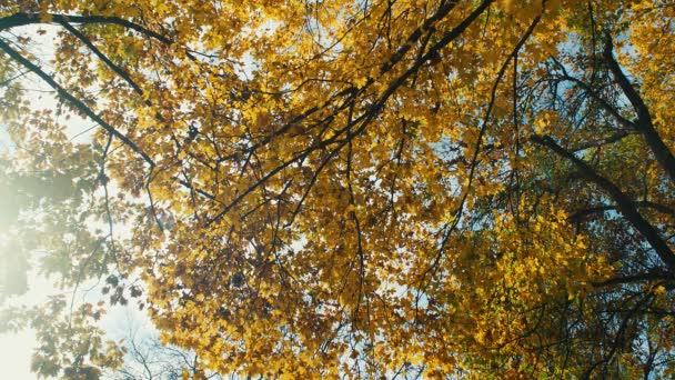 Δέντρα Κορυφές Φθινόπωρο Φύλλα Που Πέφτουν Και Ήλιος Λάμπει Μέσα — Αρχείο Βίντεο