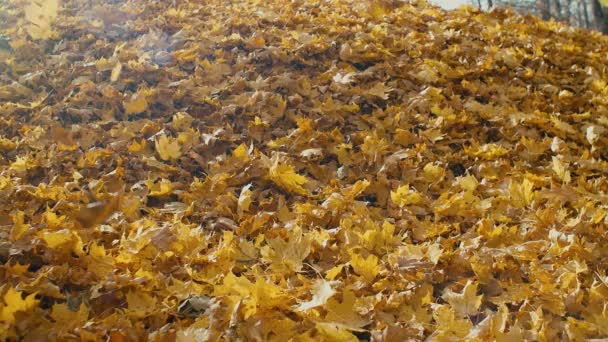 Listový Koberec Listy Stromů Zemi Podzim — Stock video