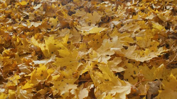 Alfombra Follaje Hojas Árboles Suelo Otoño — Vídeo de stock