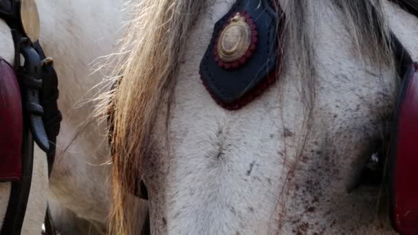 Detail Close Shot Vintage Horses Carriage — Stock Video