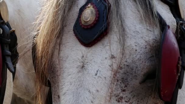 Detail Close Shot Vintage Horses Carriage — Stock Video