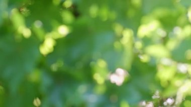 Güzel doğa yeşil Bokeh güneş ışığı soyut bulanık arkaplan, yapraklar güneş ışığı ve güneş ışığıyla rüzgarda sallanan gölge. 4k