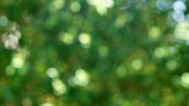 Güzel doğa yeşil Bokeh güneş ışığı soyut bulanık arkaplan, yapraklar güneş ışığı ve güneş ışığıyla rüzgarda sallanan gölge. 4k