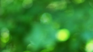Güzel doğa yeşil Bokeh güneş ışığı soyut bulanık arkaplan, yapraklar güneş ışığı ve güneş ışığıyla rüzgarda sallanan gölge. 4k