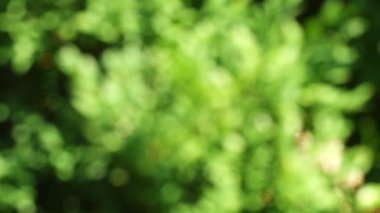 Güzel doğa yeşil Bokeh güneş ışığı soyut bulanık arkaplan, yapraklar güneş ışığı ve güneş ışığıyla rüzgarda sallanan gölge. 4k