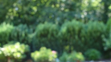 Güzel doğa yeşil Bokeh güneş ışığı soyut bulanık arkaplan, yapraklar güneş ışığı ve güneş ışığıyla rüzgarda sallanan gölge. 4k