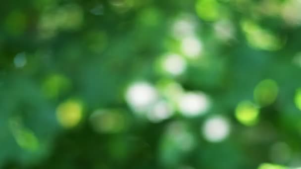 Krásná Příroda Zelená Bokeh Sluneční Svit Abstraktní Rozmazané Pozadí Listoví — Stock video