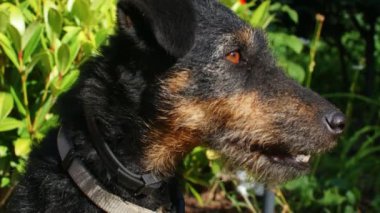 Jagdterrier köpeğinin yakın çekimi, 4K