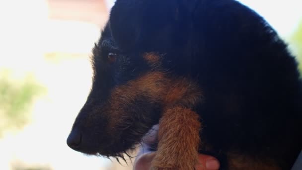 Închiderea Unui Câine Jagdterrier — Videoclip de stoc