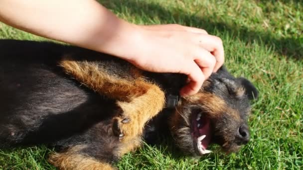 Närbild Pojkes Hand Leker Med Jagdterrier Hund — Stockvideo