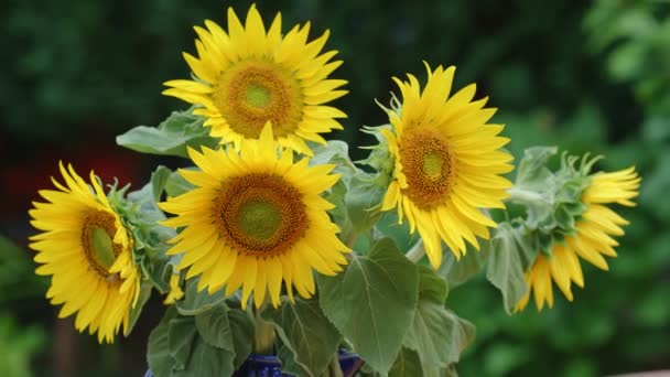 Ramo Hermosos Girasoles Amarillos Jarrón Aire Libre — Vídeo de stock