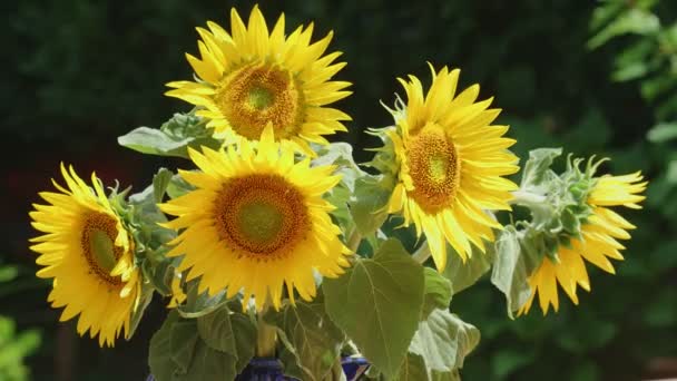 Ramo Hermosos Girasoles Amarillos Jarrón Aire Libre — Vídeo de stock