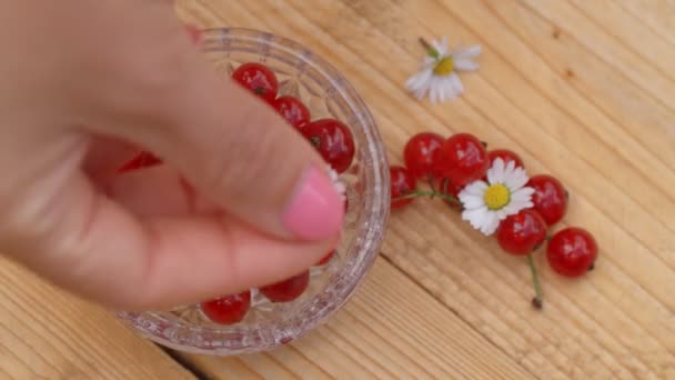 Cassis Groseille Rouge Sur Une Petite Tasse Des Robes Rouges — Video