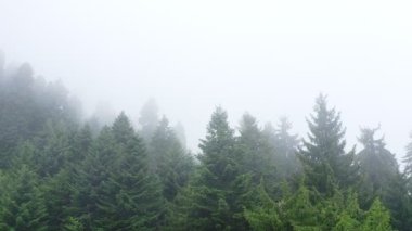 Sisli dağ ormanlarının insansız hava aracı görüntüsü, 4k