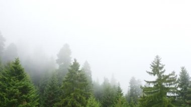 Sisli dağ ormanlarının insansız hava aracı görüntüsü, 4k