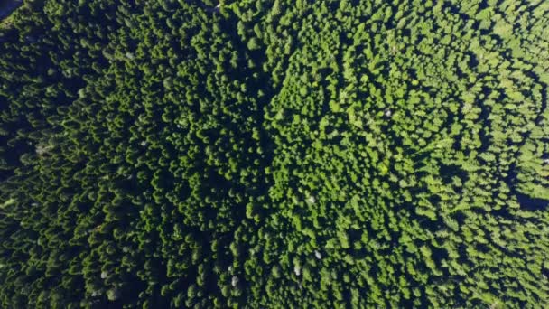 Vue Aérienne Drone Forêt Verte Montagne Été — Video