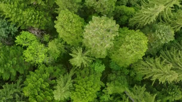 Vue Aérienne Drone Forêt Verte Montagne Été — Video