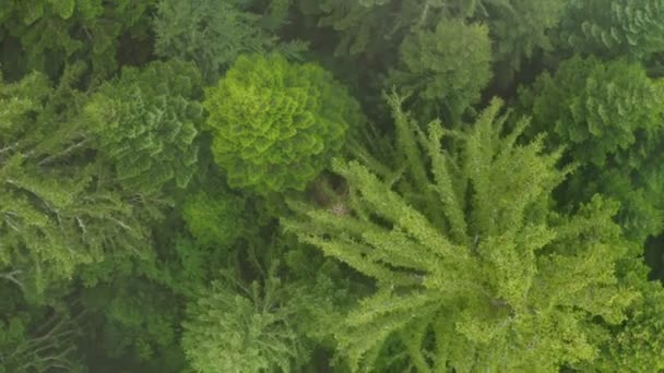 Vue Aérienne Par Drone Forêt Montagne Brumeuse Été — Video