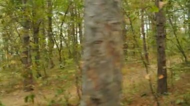 Sonbahar parkında koşan genç bir adamın kamera görüntüsü, ahşap, orman, 4k ağır çekim.