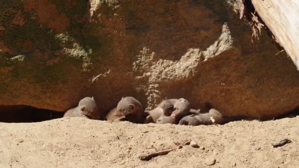 Banded Mongooses Family — Stock Video