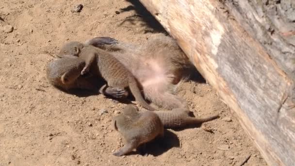 Banded Mongooses Familj — Stockvideo