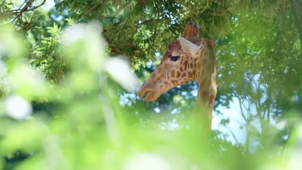 Giraffe Chewing Eating Greenery — Stock Video