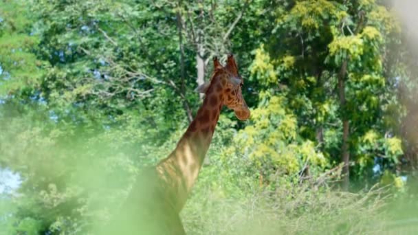 Giraff Tugga Och Äta Grönska — Stockvideo