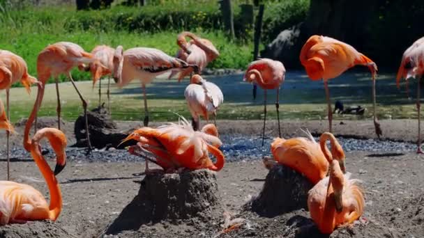 Detaljer Rosa Flamingos Häckande Sina Ägg — Stockvideo