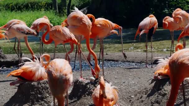 Detaljer Rosa Flamingos Häckande Sina Ägg — Stockvideo