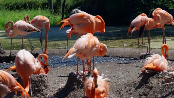 Детали Розовых Фламинго Гнездящихся Своих Яйцах — стоковое видео