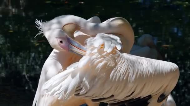 Sudaki Beyaz Pelikanın Detayları — Stok video