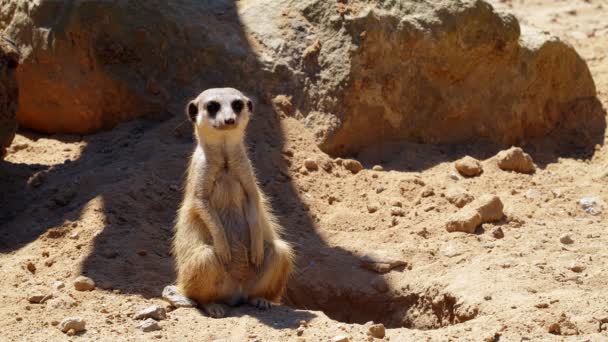 Funny Animals Close Meerkat Watching All Directions — Stock Video
