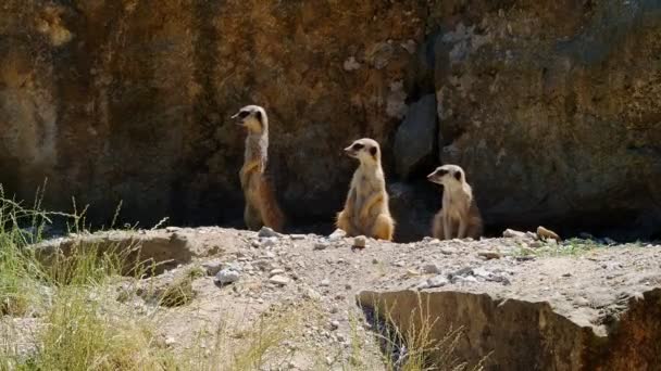 Animales Graciosos Familia Meerkat Vigilando Todas Las Direcciones — Vídeo de stock