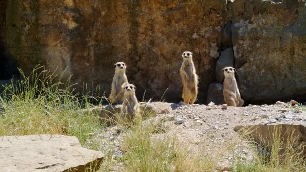 Animales Graciosos Familia Meerkat Vigilando Todas Las Direcciones — Vídeo de stock