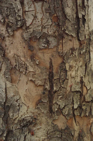 Texture Wood Cover Cracked Due Old Age — Stock Photo, Image