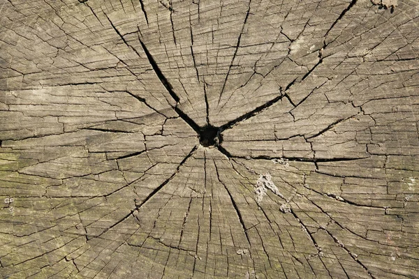 Baumstumpf Baumschnitt Mit Sichtbaren Alterserscheinungen Stockfoto