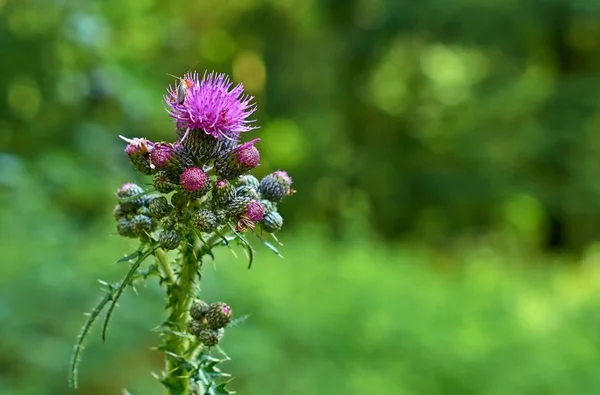 Thistle Cirsium Vulgare Flower Bud Green Blurry Background — Stock Photo, Image