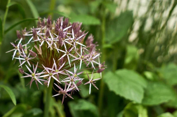 Die Zwiebelgattung Allium Umfasst Monokotyledonöse Blütenpflanzen Und Umfasst Zwiebel Knoblauch — Stockfoto