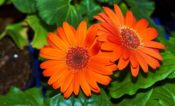 美しいガーベラの花庭 .flower 結婚式の装飾、美しいガーベラ花咲く background.selective フォーカス. — ストック写真