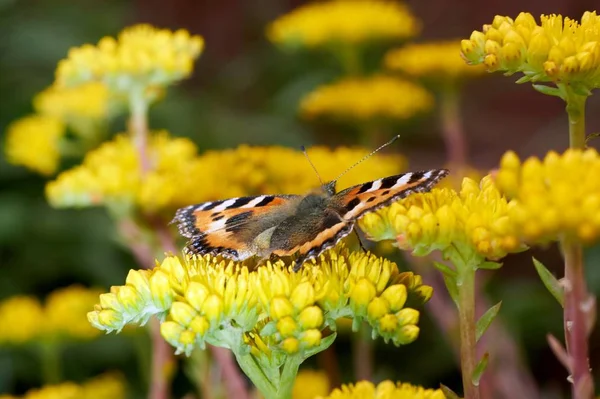 Mariposa Aglais Urticae Sienta Una Flor Amarilla — Foto de Stock