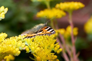 Sarı bir çiçek kelebek Nymphalis urticae oturur