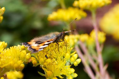 Sarı bir çiçek kelebek Nymphalis urticae oturur
