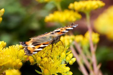 Sarı bir çiçek kelebek Nymphalis urticae oturur