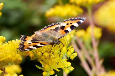 Sarı bir çiçek kelebek Nymphalis urticae oturur.